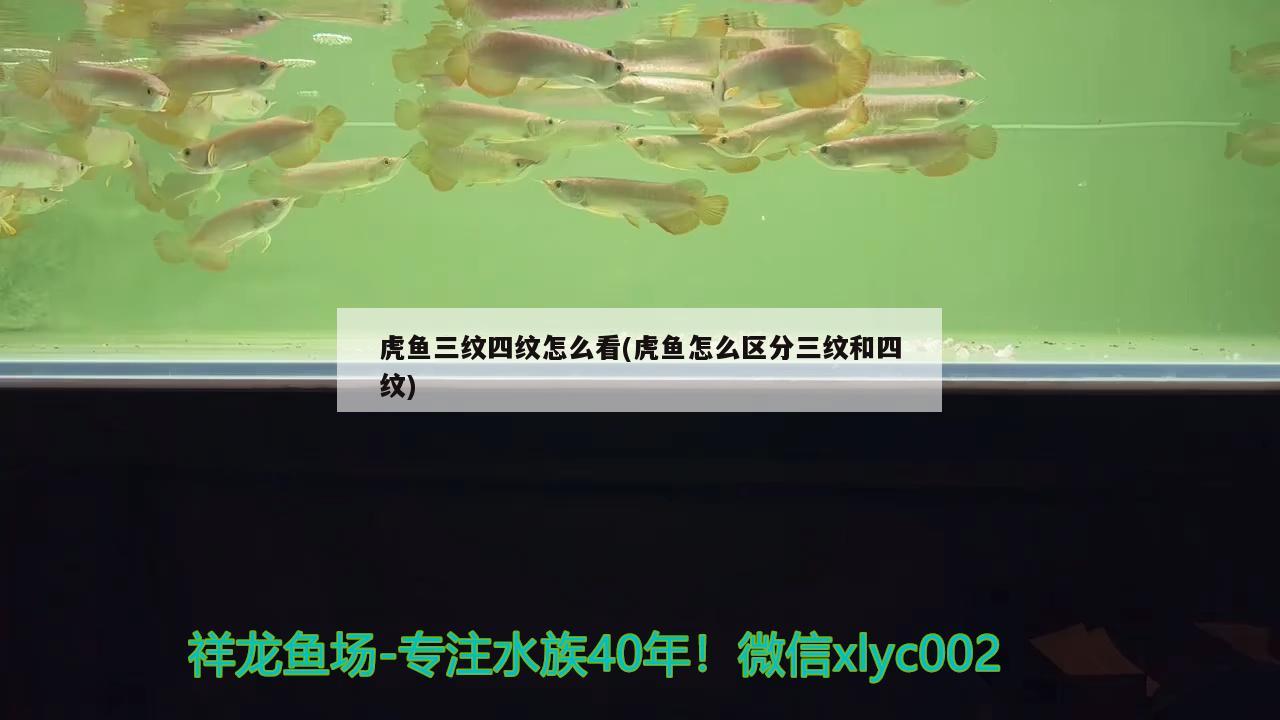 虎魚三紋四紋怎么看(虎魚怎么區(qū)分三紋和四紋) 虎魚百科