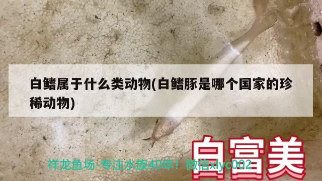 白鰭屬于什么類動物(白鰭豚是哪個國家的珍稀動物)