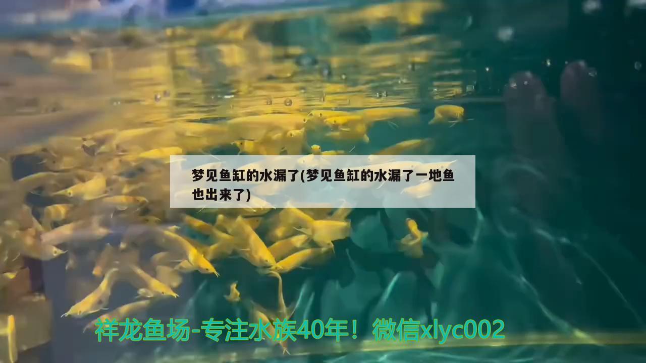 夢(mèng)見魚缸的水漏了(夢(mèng)見魚缸的水漏了一地魚也出來了)