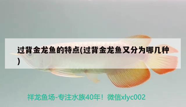 過背金龍魚的特點(過背金龍魚又分為哪幾種) 金龍魚百科