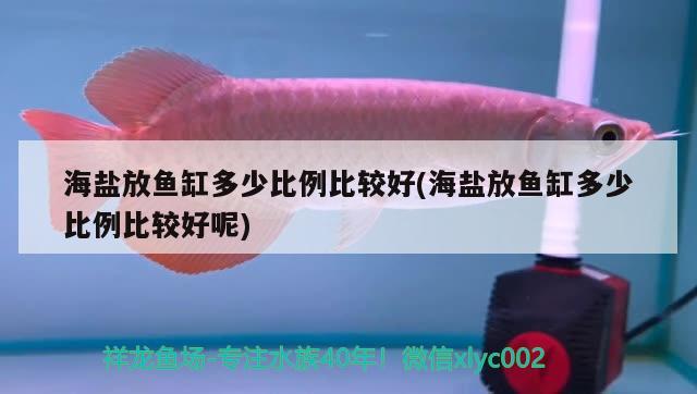 海鹽放魚缸多少比例比較好(海鹽放魚缸多少比例比較好呢) 魟魚百科