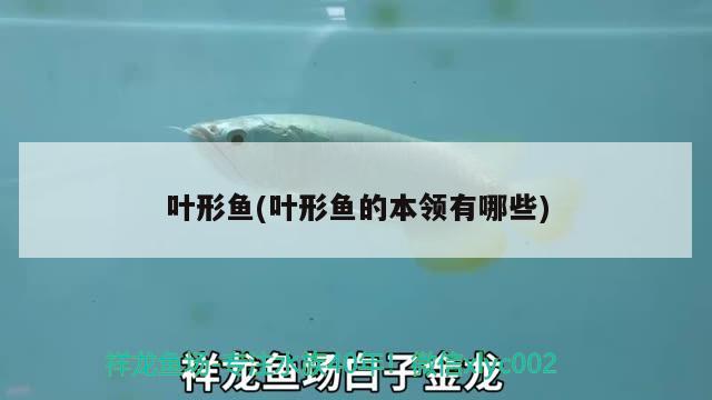 葉形魚(葉形魚的本領(lǐng)有哪些)