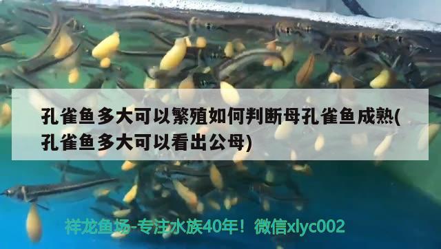 孔雀魚多大可以繁殖如何判斷母孔雀魚成熟(孔雀魚多大可以看出公母)