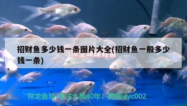 招財(cái)魚(yú)多少錢(qián)一條圖片大全(招財(cái)魚(yú)一般多少錢(qián)一條) 觀賞魚(yú)