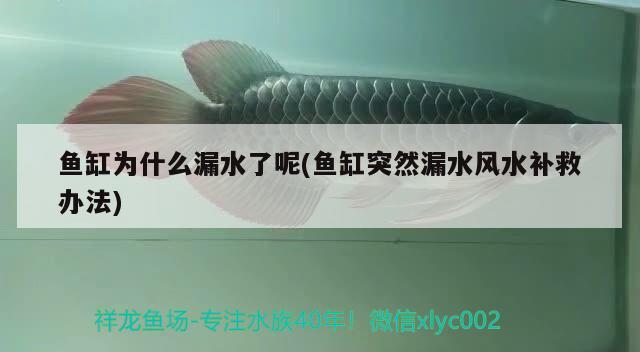 魚缸為什么漏水了呢(魚缸突然漏水風(fēng)水補(bǔ)救辦法)