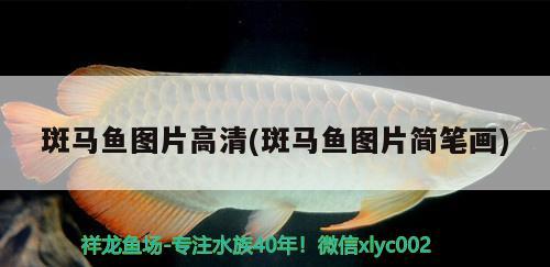 斑馬魚圖片高清(斑馬魚圖片簡(jiǎn)筆畫) 觀賞魚