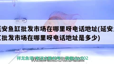 延安魚缸批發(fā)市場在哪里呀電話地址(延安魚缸批發(fā)市場在哪里呀電話地址是多少) 祥禾Super Red紅龍魚