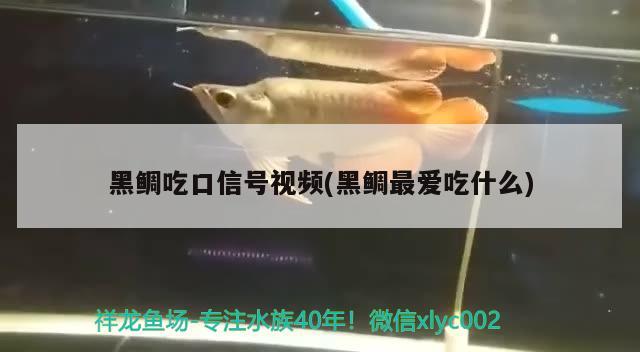 黑鯛吃口信號視頻(黑鯛最愛吃什么) 觀賞魚