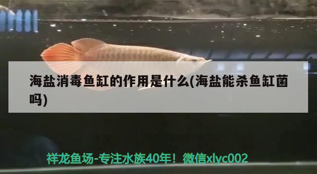 海鹽消毒魚缸的作用是什么(海鹽能殺魚缸菌嗎)