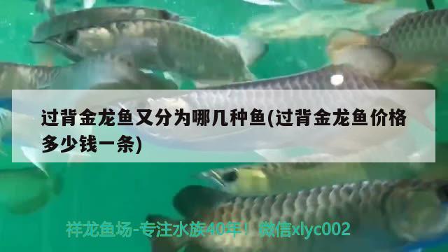 過背金龍魚又分為哪幾種魚(過背金龍魚價格多少錢一條) 過背金龍魚