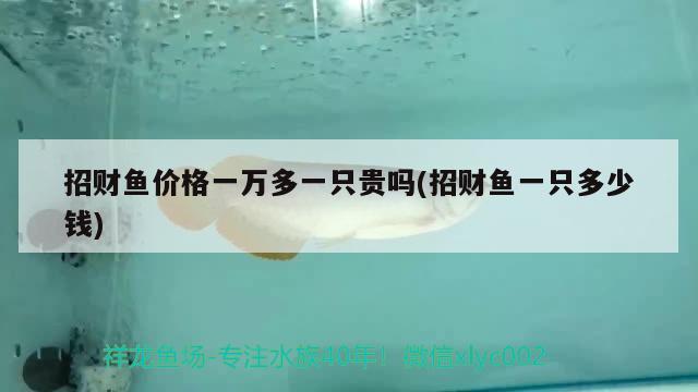 招財魚價格一萬多一只貴嗎(招財魚一只多少錢)