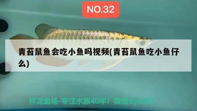 青苔鼠魚會吃小魚嗎視頻(青苔鼠魚吃小魚仔么) 觀賞魚