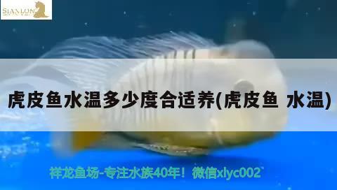 虎皮魚(yú)水溫多少度合適養(yǎng)(虎皮魚(yú)水溫)