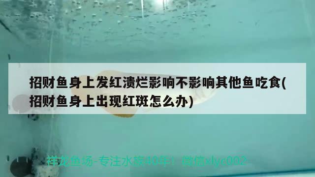 招財魚身上發(fā)紅潰爛影響不影響其他魚吃食(招財魚身上出現(xiàn)紅斑怎么辦)