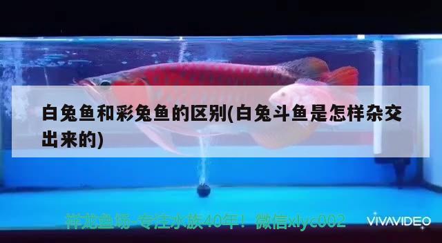 白兔魚(yú)和彩兔魚(yú)的區(qū)別(白兔斗魚(yú)是怎樣雜交出來(lái)的) 觀賞魚(yú)