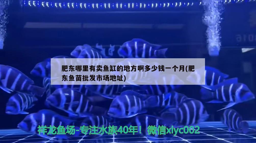 肥東哪里有賣魚缸的地方啊多少錢一個(gè)月(肥東魚苗批發(fā)市場地址)