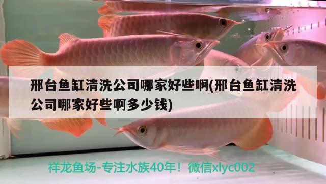 邢臺魚缸清洗公司哪家好些啊(邢臺魚缸清洗公司哪家好些啊多少錢) 七彩神仙魚