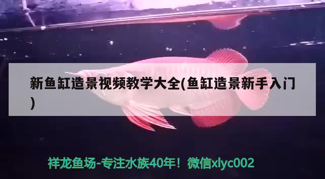 新魚缸造景視頻教學(xué)大全(魚缸造景新手入門)