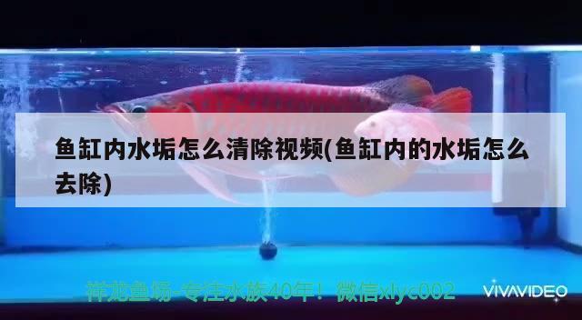 魚(yú)缸內(nèi)水垢怎么清除視頻(魚(yú)缸內(nèi)的水垢怎么去除)