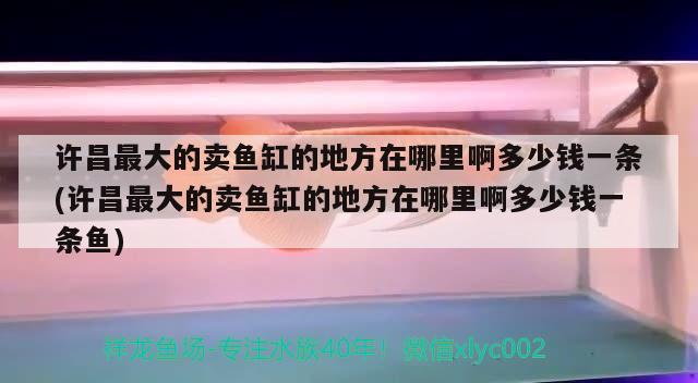 許昌最大的賣魚缸的地方在哪里啊多少錢一條(許昌最大的賣魚缸的地方在哪里啊多少錢一條魚)