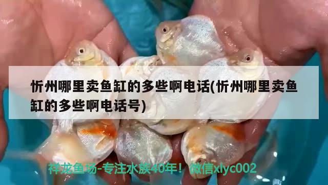 忻州哪里賣魚缸的多些啊電話(忻州哪里賣魚缸的多些啊電話號(hào))