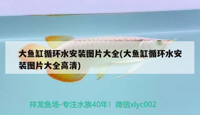 大魚缸循環(huán)水安裝圖片大全(大魚缸循環(huán)水安裝圖片大全高清)