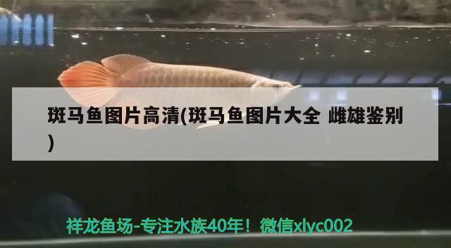 斑馬魚圖片高清(斑馬魚圖片大全雌雄鑒別)