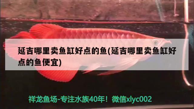 延吉哪里賣魚缸好點(diǎn)的魚(延吉哪里賣魚缸好點(diǎn)的魚便宜) 白子黑帝王魟魚