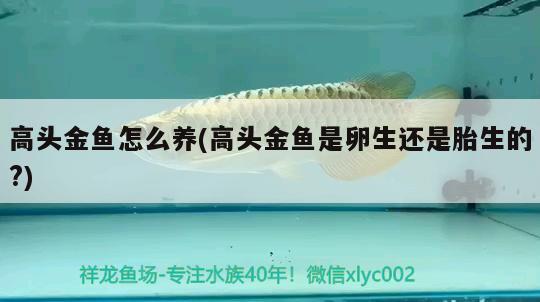 高頭金魚怎么養(yǎng)(高頭金魚是卵生還是胎生的?)