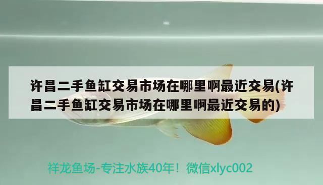 許昌二手魚缸交易市場在哪里啊最近交易(許昌二手魚缸交易市場在哪里啊最近交易的) 祥龍赫舞紅龍魚