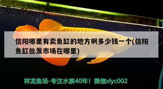 信陽哪里有賣魚缸的地方啊多少錢一個(信陽魚缸批發(fā)市場在哪里)