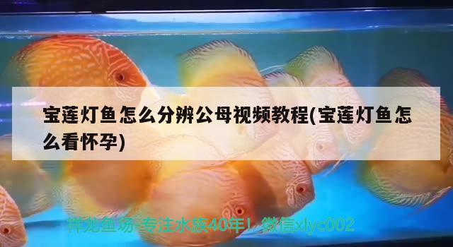 寶蓮燈魚怎么分辨公母視頻教程(寶蓮燈魚怎么看懷孕)