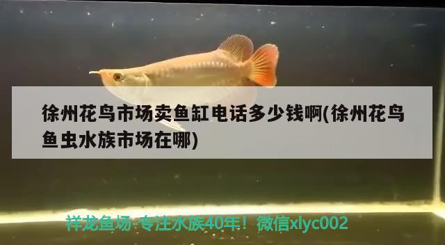 徐州花鳥市場賣魚缸電話多少錢啊(徐州花鳥魚蟲水族市場在哪) 養(yǎng)魚知識