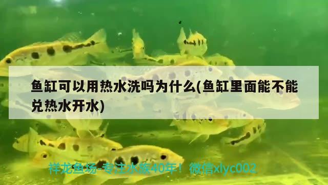 魚(yú)缸可以用熱水洗嗎為什么(魚(yú)缸里面能不能兌熱水開(kāi)水)