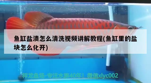 魚缸鹽漬怎么清洗視頻講解教程(魚缸里的鹽塊怎么化開) 羅漢魚