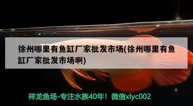 徐州哪里有魚缸廠家批發(fā)市場(徐州哪里有魚缸廠家批發(fā)市場啊) 豬鼻龜