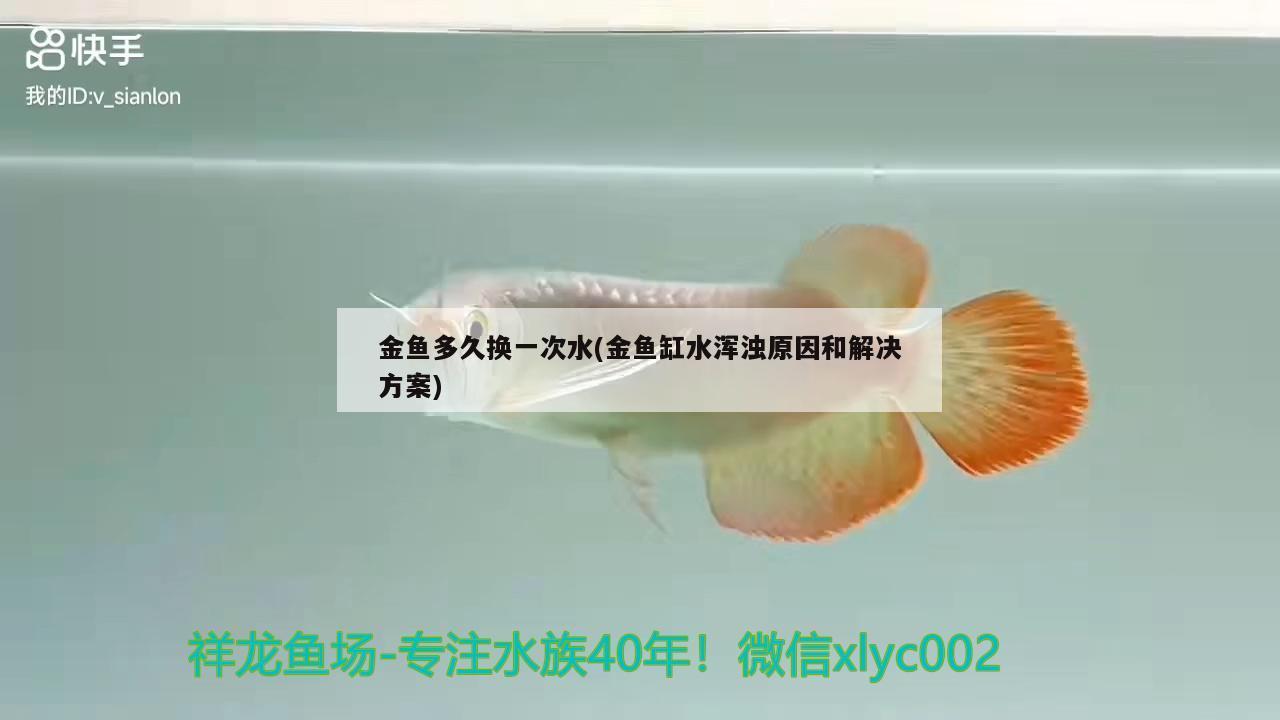 金魚多久換一次水(金魚缸水渾濁原因和解決方案)