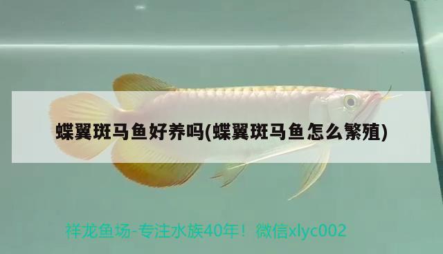 蝶翼斑馬魚好養(yǎng)嗎(蝶翼斑馬魚怎么繁殖)