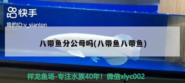 八帶魚分公母嗎(八帶魚八帶魚) 觀賞魚