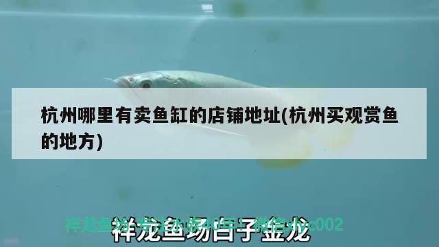 杭州哪里有賣魚缸的店鋪地址(杭州買觀賞魚的地方)