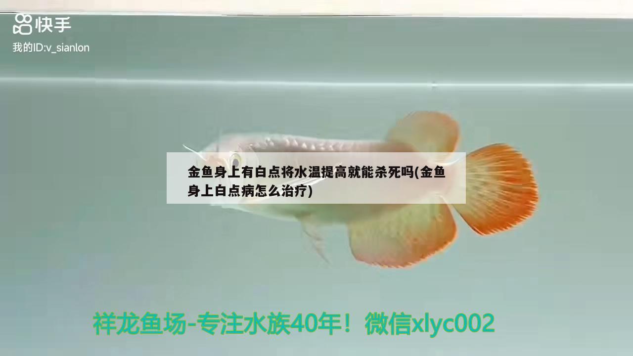 金魚身上有白點(diǎn)將水溫提高就能殺死嗎(金魚身上白點(diǎn)病怎么治療)