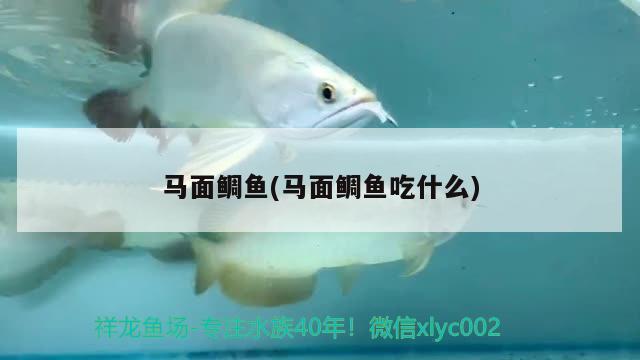 馬面鯛魚(馬面鯛魚吃什么) 觀賞魚