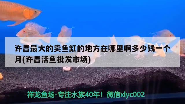 許昌最大的賣魚缸的地方在哪里啊多少錢一個月(許昌活魚批發(fā)市場) 大嘴鯨魚