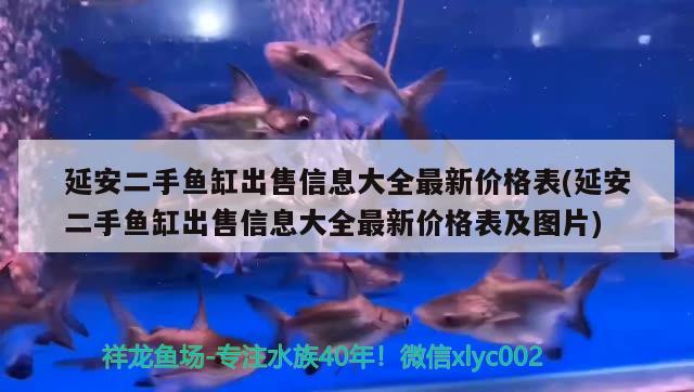 延安二手魚缸出售信息大全最新價(jià)格表(延安二手魚缸出售信息大全最新價(jià)格表及圖片) 玫瑰銀版魚