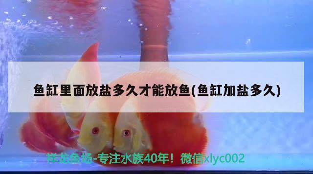 魚缸里面放鹽多久才能放魚(魚缸加鹽多久) 非洲金鼓魚