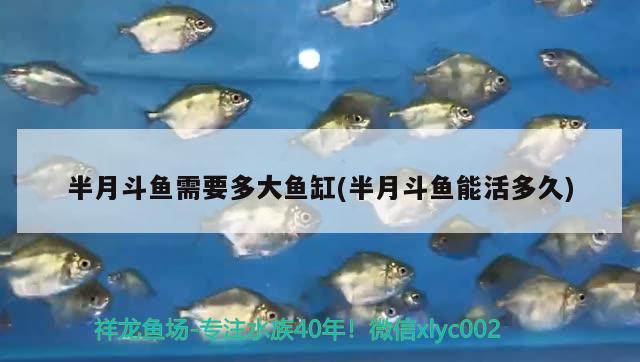 半月斗魚需要多大魚缸(半月斗魚能活多久)