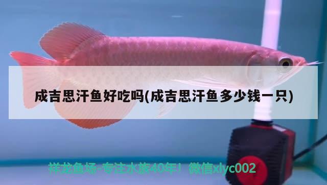 成吉思汗魚(yú)好吃嗎(成吉思汗魚(yú)多少錢(qián)一只)