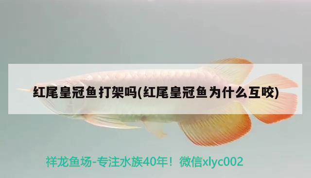 紅尾皇冠魚打架嗎(紅尾皇冠魚為什么互咬)