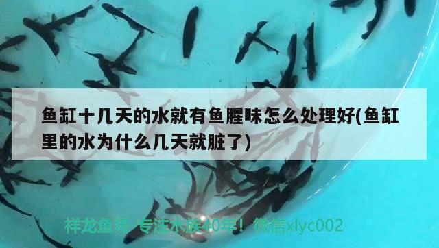 魚缸十幾天的水就有魚腥味怎么處理好(魚缸里的水為什么幾天就臟了)