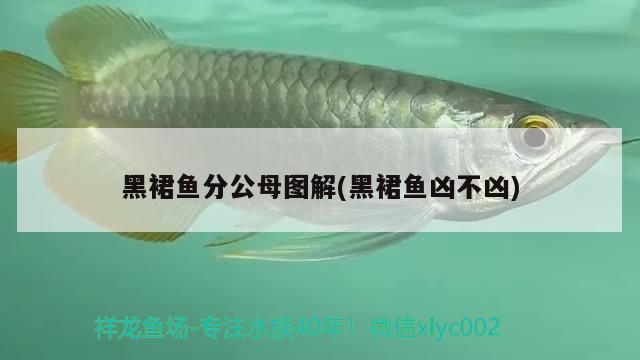 黑裙魚分公母圖解(黑裙魚兇不兇) 觀賞魚